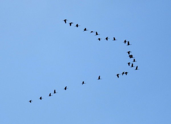 Рисуем птицы улетают