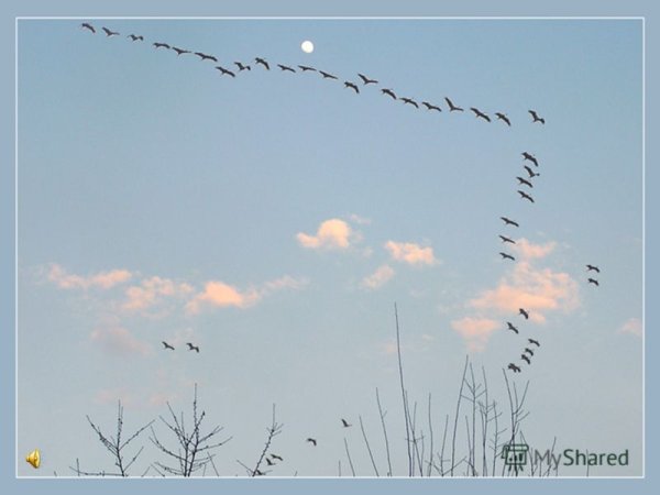 Есенин Журавли