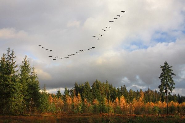 Картина журавлиный Клин живопись