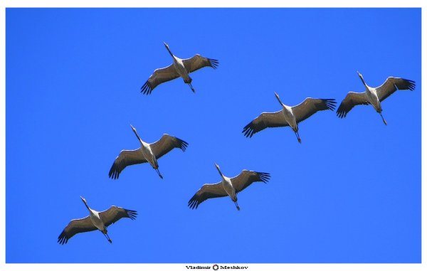 Журавлиный Клин картина