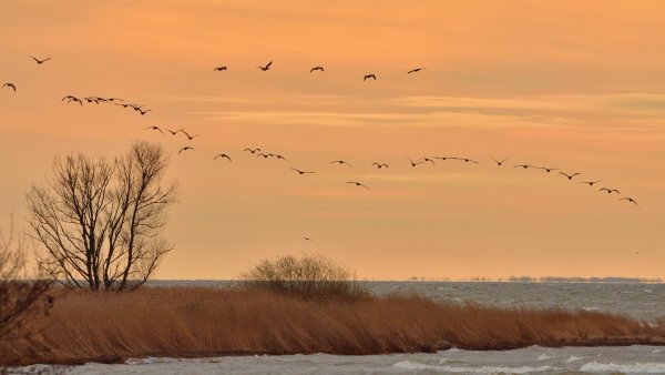 Памятник журавлиный Клин