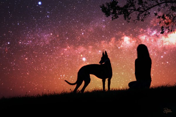 Девушка с собакой на закате