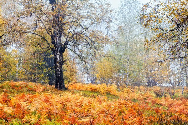 Осень уж небо осенью дышало