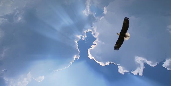 Птица парит в небе