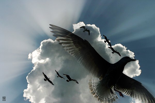 Полет одинокой птицы