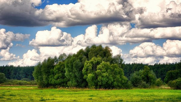 Панорама поля и леса