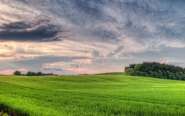 Летняя Лесная дорога
