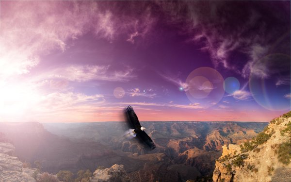 Птицы в небе