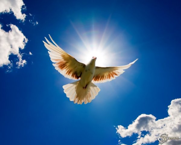 Голуби в небе