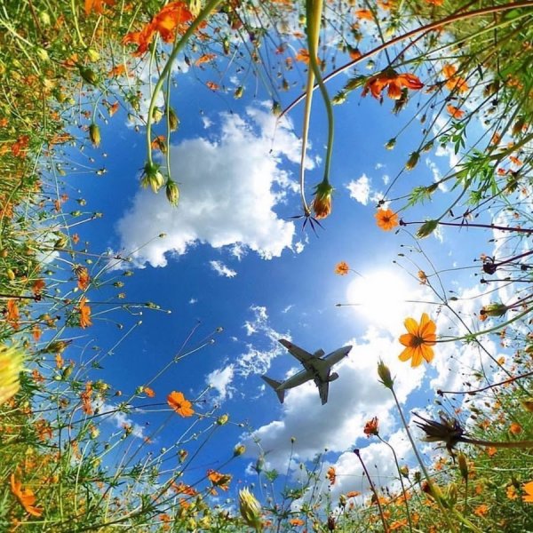 День Победы голуби