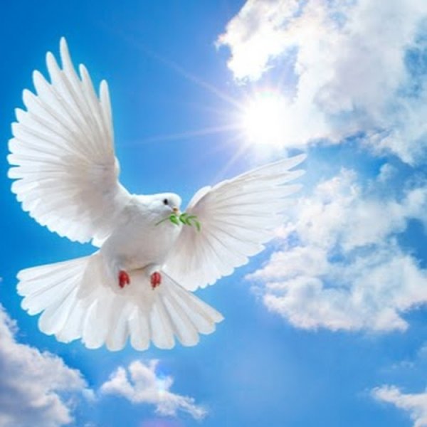 Голубь мира над планетой