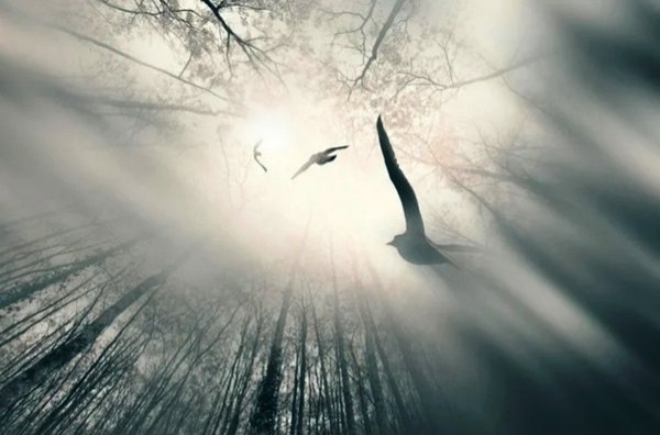 Птицы улетают