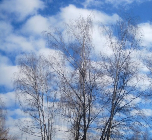 Голубое Весеннее небо