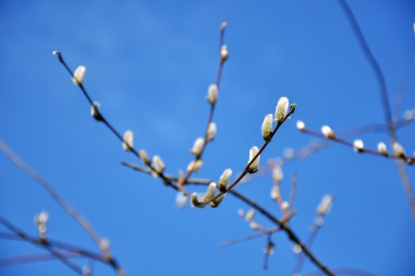 Небо ранней весной