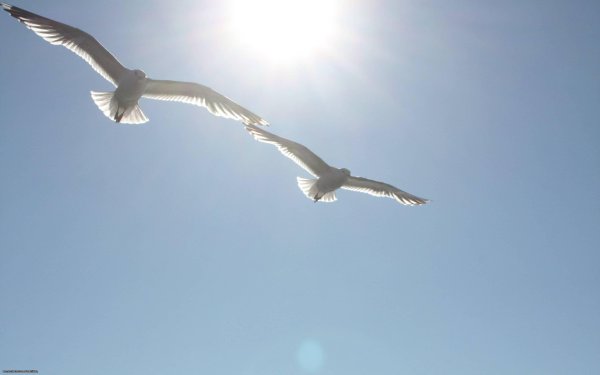 Две птицы в небе