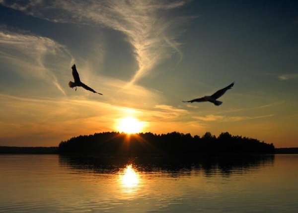 Две птицы в небе