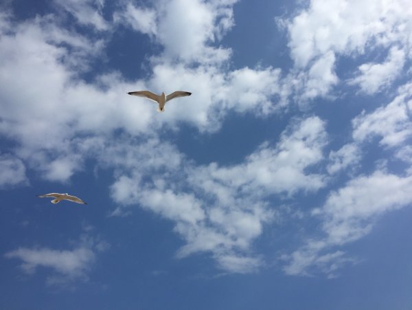 Небо птицы облака