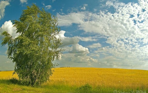 Россия Раздолье березы