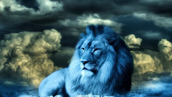 Звездный Лев