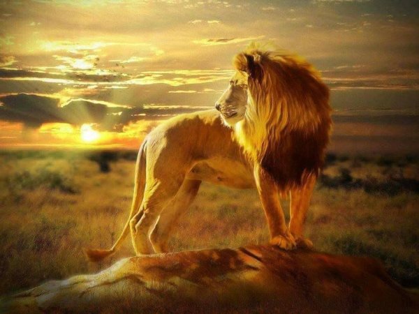 Вышивка львиный Прайд