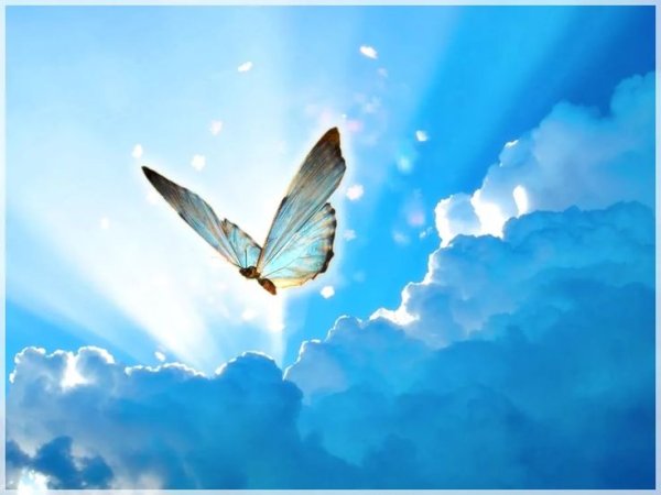 Шаховница бабочка