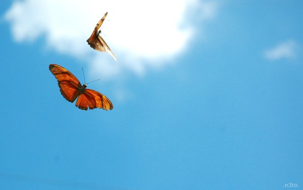 Много красивых бабочек