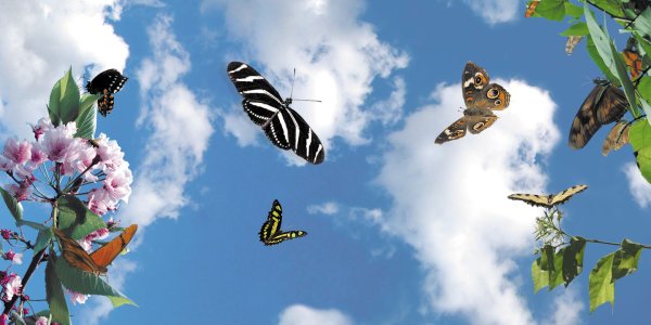 Лето бабочки