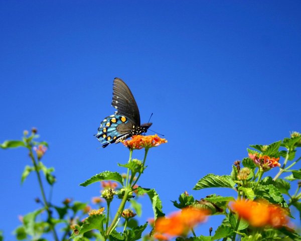 Бабочки в небе