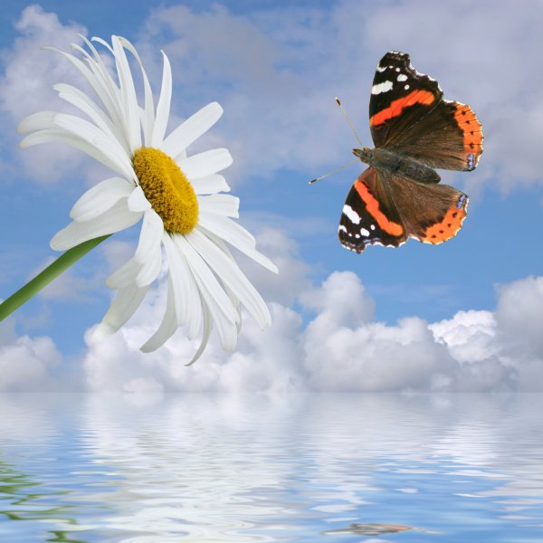 Много бабочек в небе