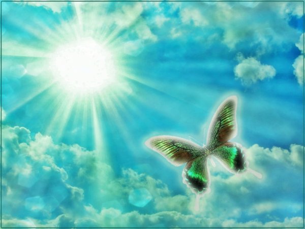 Бабочки летают над лугом