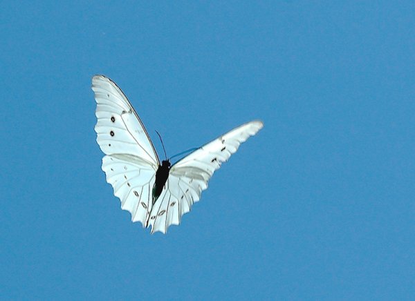 Бабочки летают весной