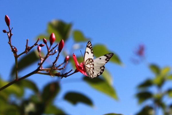 Картинки на рабочий стол бабочки