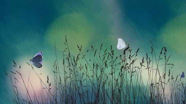 Бабочки в небе