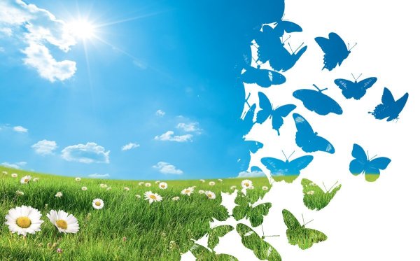 Бабочки на Поляне