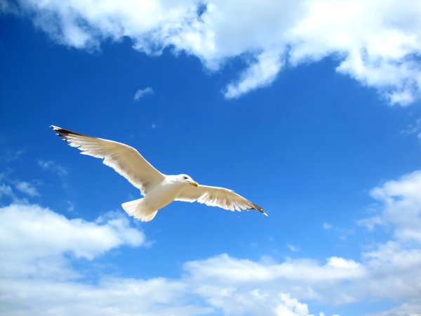 Девушка в облаках