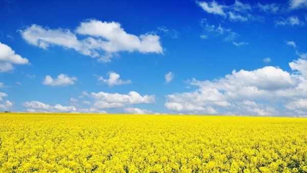 Желтое поле под синим небом