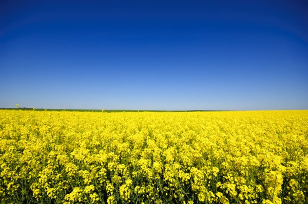 Горчичное поле и голубое небо