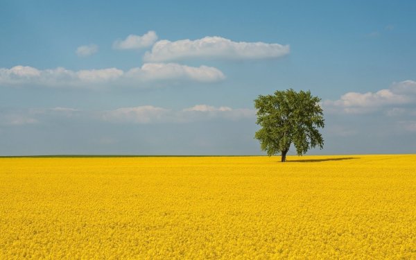 Пейзаж поле