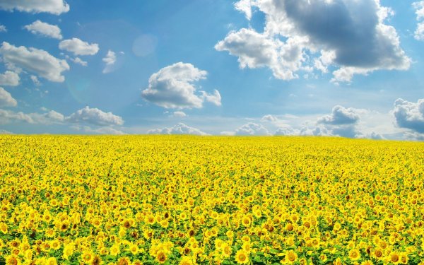 Рапсовое поле