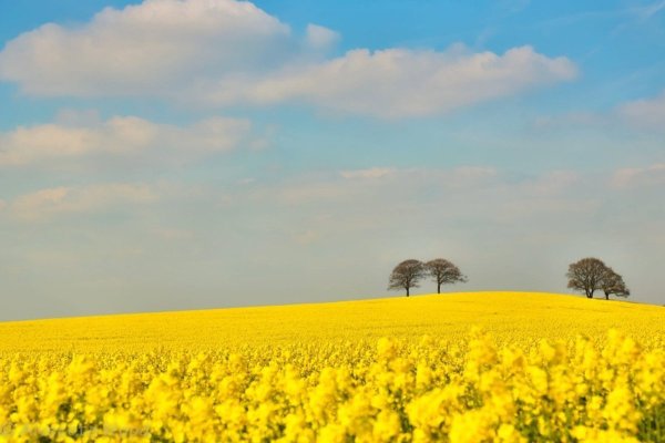 Поле и небо Украина