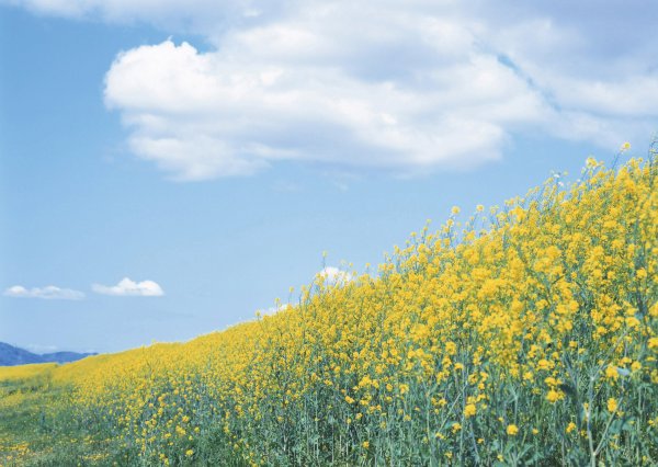 Золотое поле пшеницы