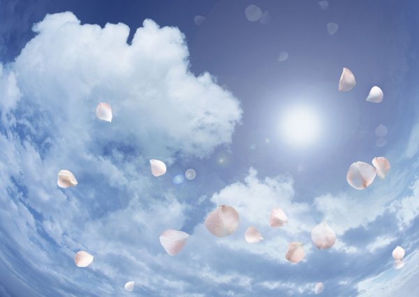 Лепестки в воздухе