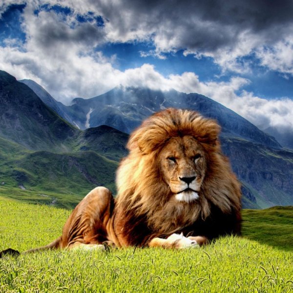 Король Лев 2019 Муфаса