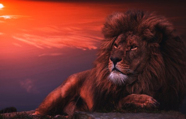 Космос Созвездие Льва