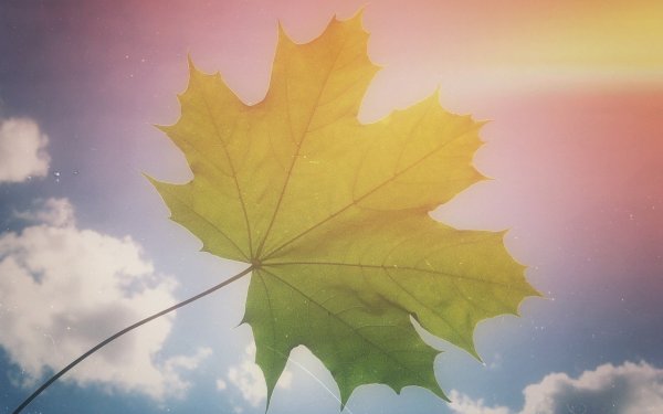 Кленовые листья на рабочий стол