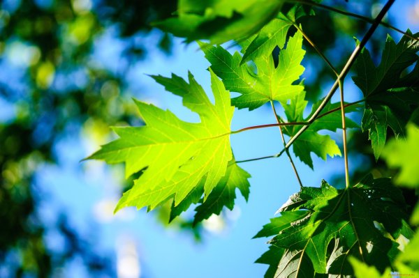 Клён зелёный клён кудрявый