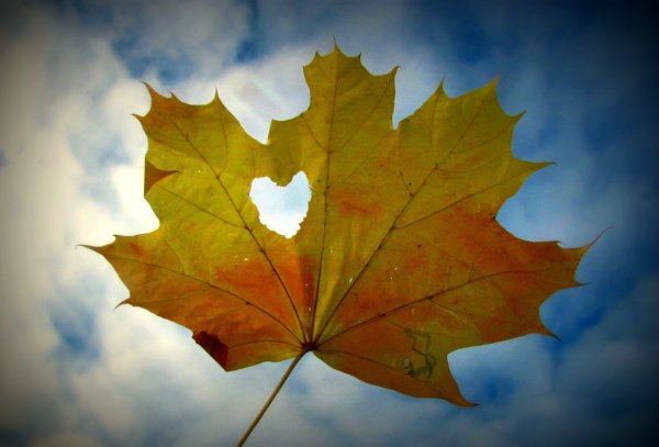 Небо кленовый лист