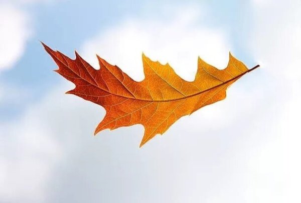 Падающие листья