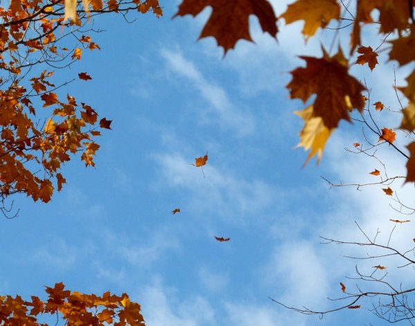 Осенние листья кружат