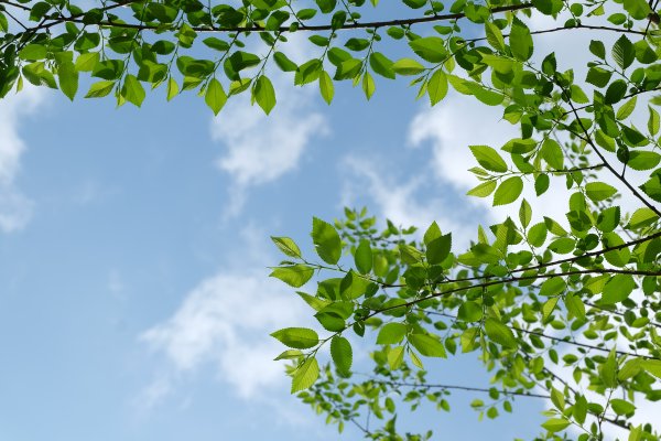 Листва деревьев